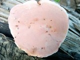 Fomitopsis cajanderi image