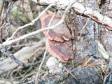 Fomitopsis cajanderi image