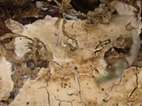 Aleurodiscus aurantius image