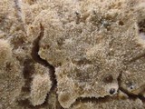 Aleurodiscus aurantius image