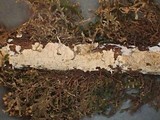 Aleurodiscus aurantius image