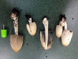 Coprinellus flocculosus image