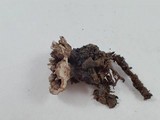 Phellodon tomentosus image