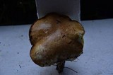 Suillus americanus image