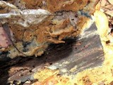 Steccherinum ochraceum image