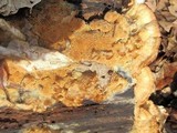 Steccherinum ochraceum image