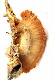 Steccherinum ochraceum image