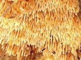 Steccherinum ochraceum image