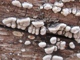 Xylobolus frustulatus image