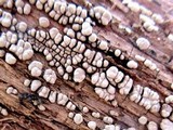 Xylobolus frustulatus image