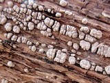 Xylobolus frustulatus image