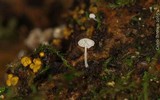 Hemimycena tortuosa image