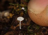 Hemimycena tortuosa image