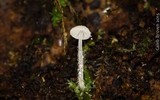 Hemimycena tortuosa image