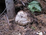 Fomitopsis officinalis image