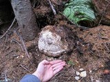 Fomitopsis officinalis image