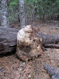 Fomitopsis officinalis image