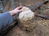 Fomitopsis officinalis image