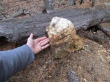Fomitopsis officinalis image