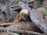 Fomitopsis officinalis image