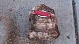 Fomitopsis officinalis image