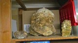 Fomitopsis officinalis image
