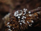 Lachnum virgineum image