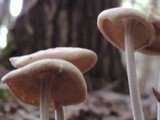 Gymnopus confluens image