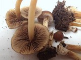 Psathyrella piluliformis image
