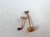 Pseudolaccaria pachyphylla image