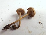Pseudolaccaria pachyphylla image