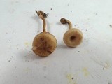 Pseudolaccaria pachyphylla image