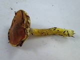 Pulveroboletus ravenelii image