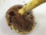 Pulveroboletus ravenelii image