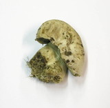Boletus radicans image