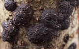 Annulohypoxylon multiforme image