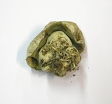 Boletus radicans image