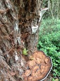 Ganoderma australe image