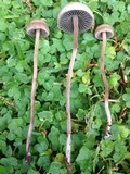 Panaeolus cinctulus image