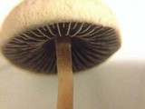 Panaeolus cinctulus image