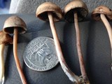 Panaeolus cinctulus image