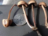 Panaeolus cinctulus image
