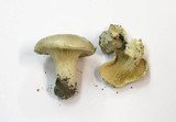 Clitopilus prunulus image