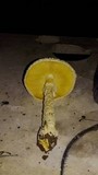 Amanita thiersii image