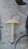Amanita thiersii image