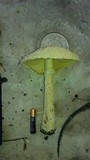 Amanita thiersii image