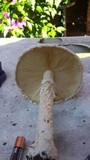 Amanita thiersii image