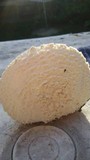 Amanita thiersii image