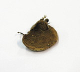 Hapalopilus rutilans image