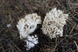 Clavulina coralloides image